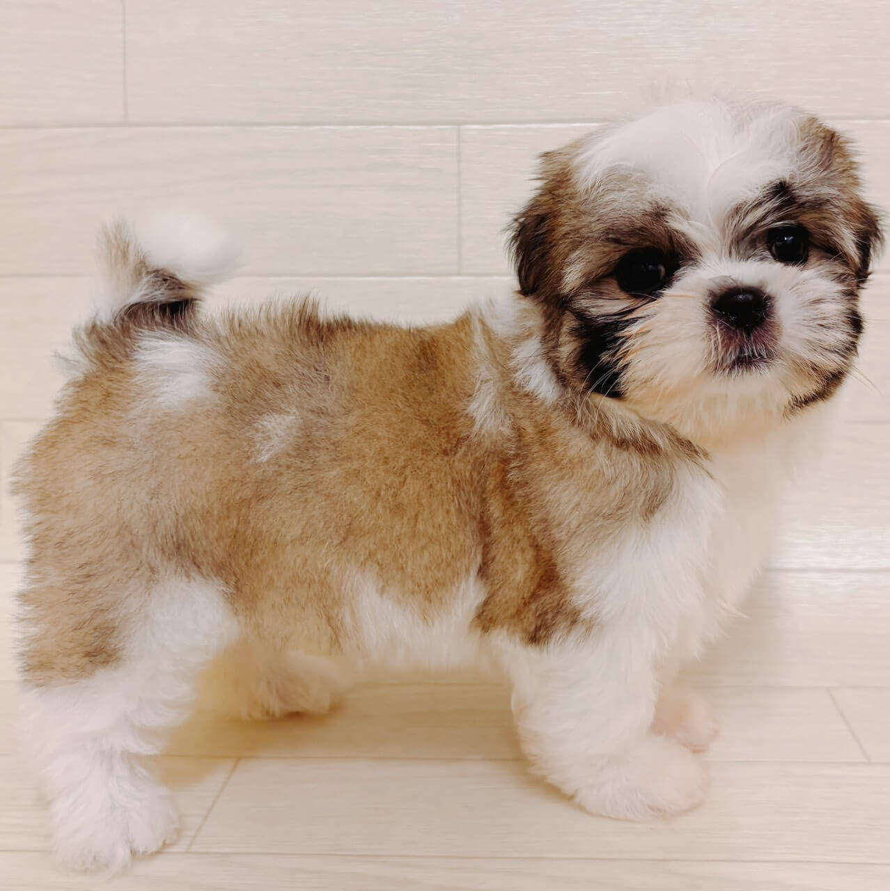 ハーフ犬（マルチーズ×シーズー）