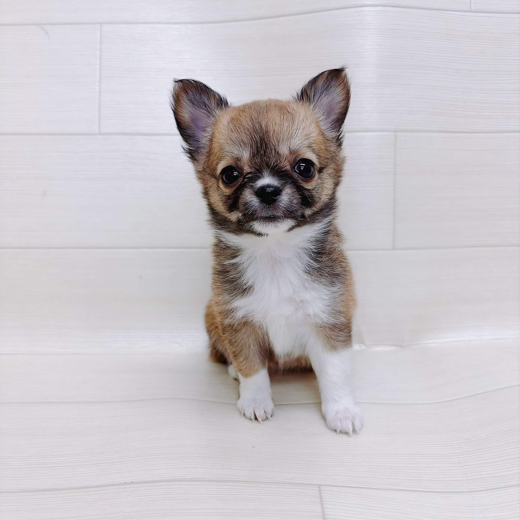 チワワ