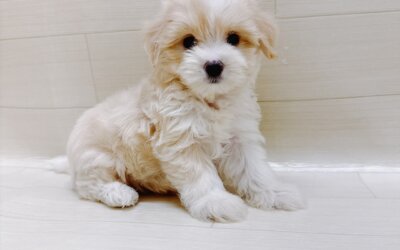 ハーフ犬（チワワ×マルチーズ）