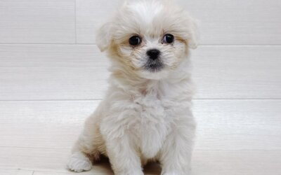 ハーフ犬（ペキニーズ×トイプードル）