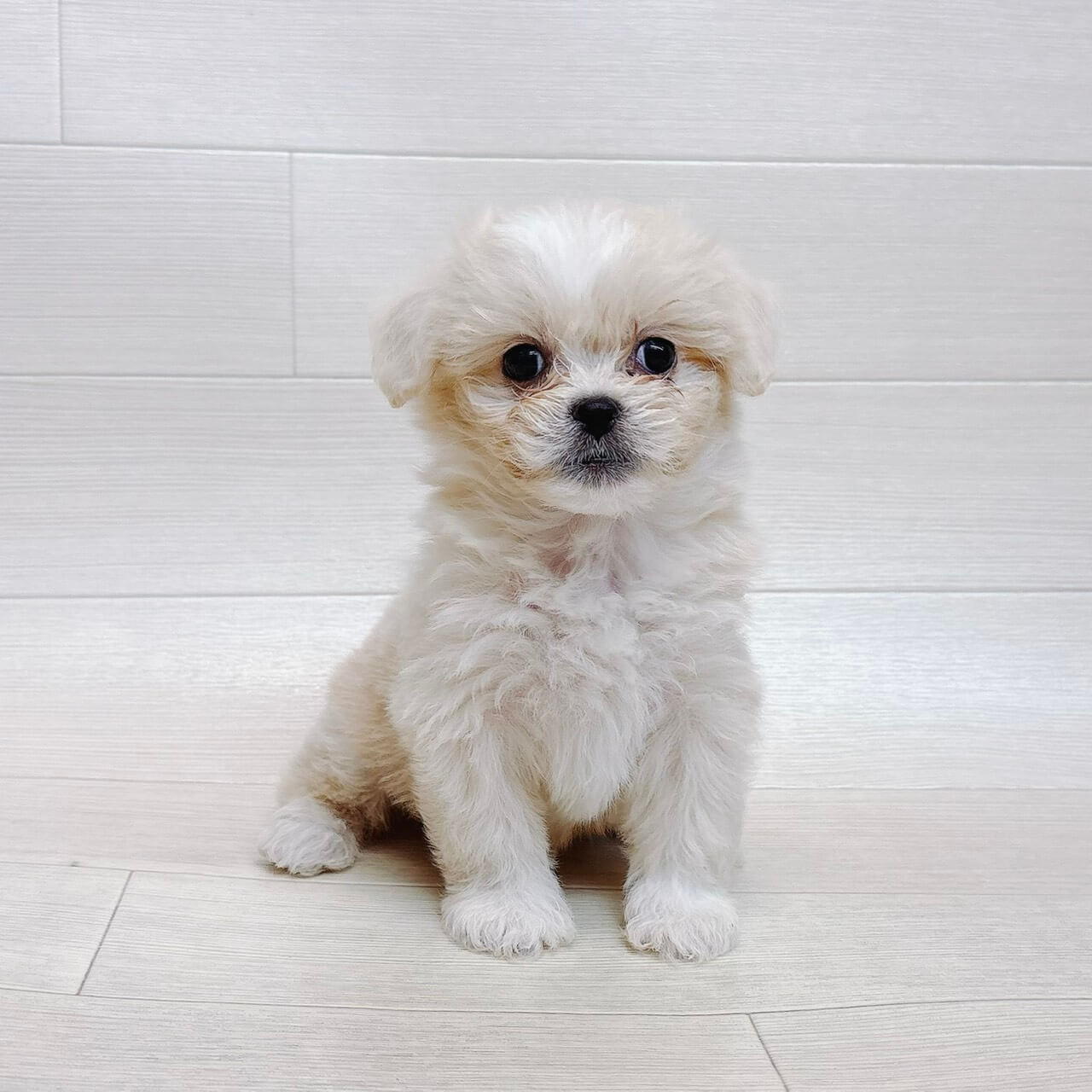 ハーフ犬（ペキニーズ×トイプードル）