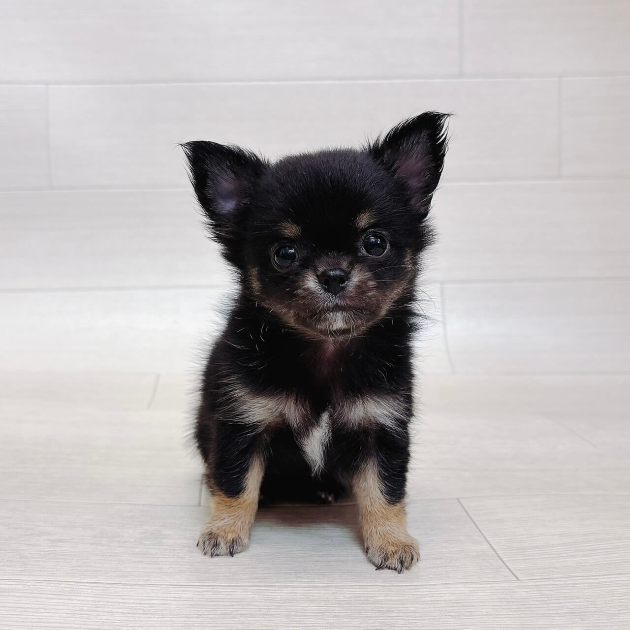 千葉県のチワワ(ロング) (Pet’s One 東金店/2026年7月21日生まれ/女の子/ブラックタンホワイト)の子犬