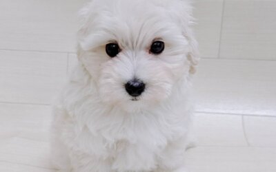ハーフ犬（マルチーズ×トイプードル）