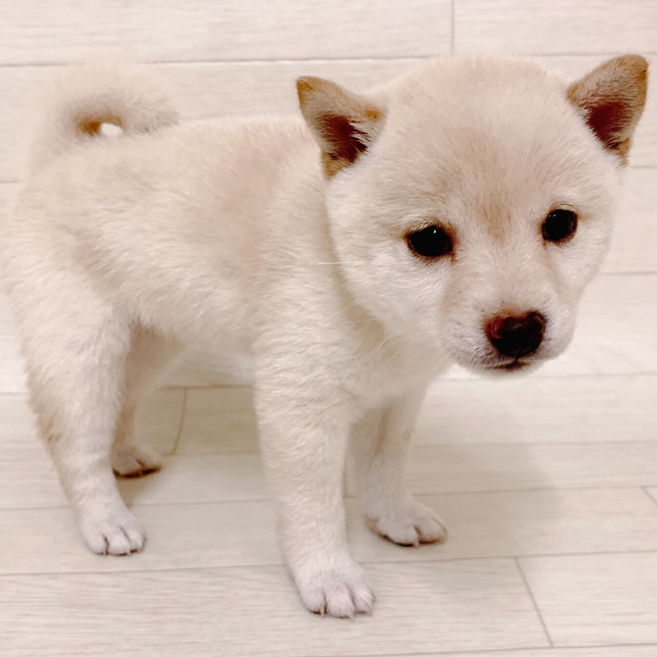 東京都の豆柴 (ペットプラザ 江東深川店/2026年7月21日生まれ/女の子/白)の子犬
