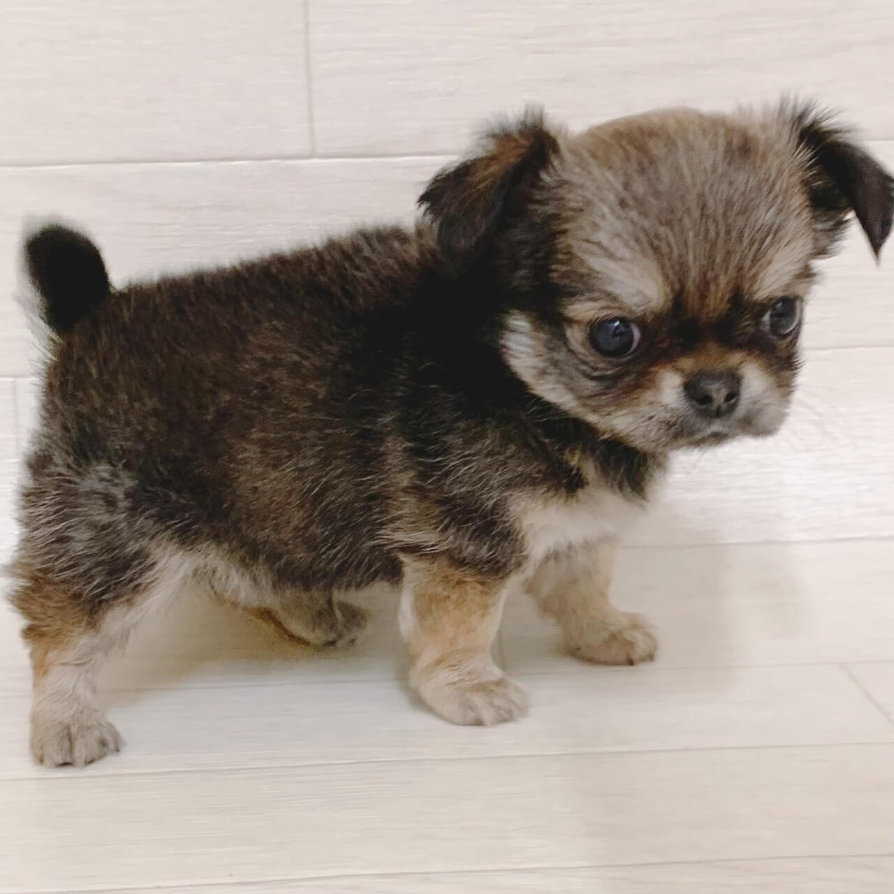 チワワ