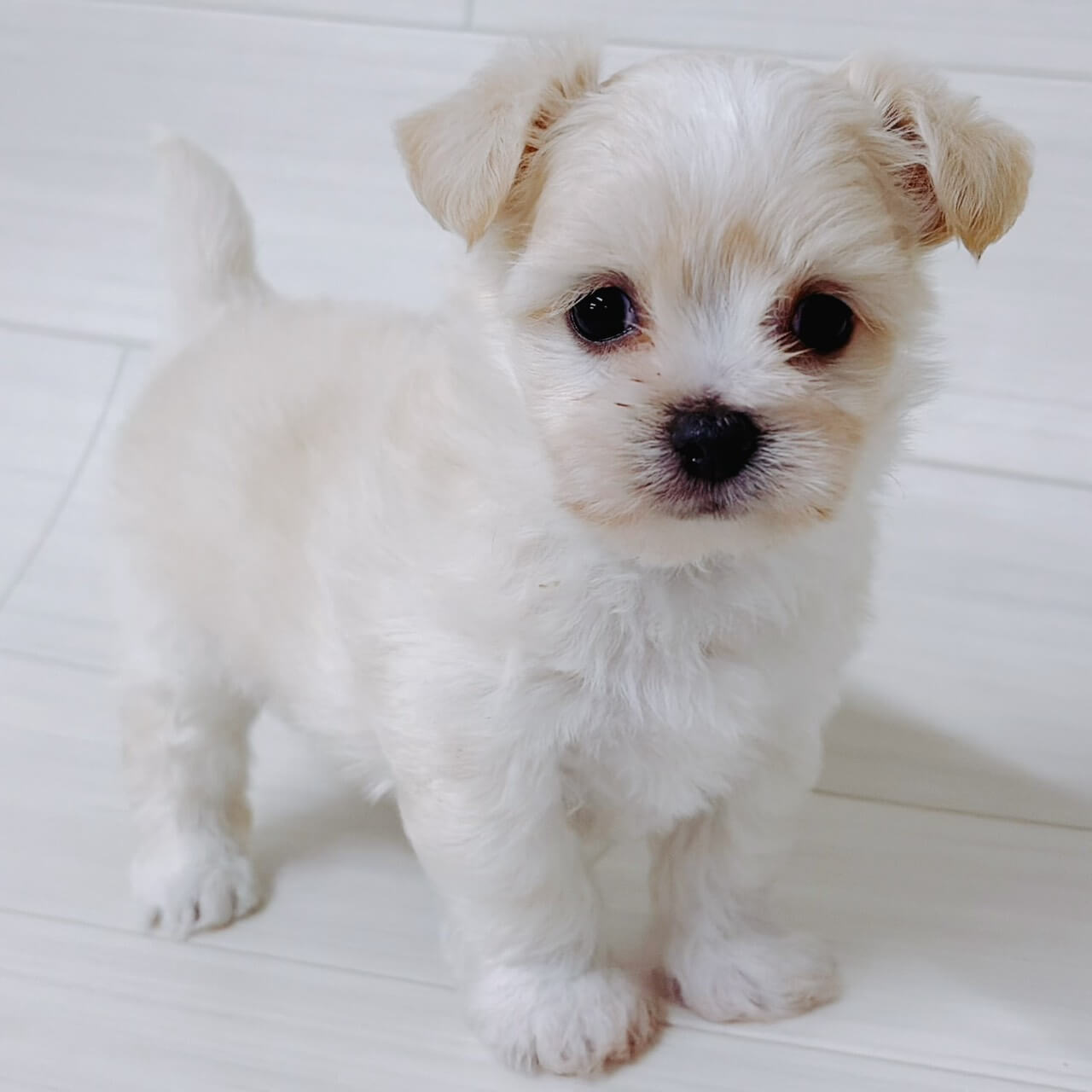 ハーフ犬（チワワ×マルチーズ）