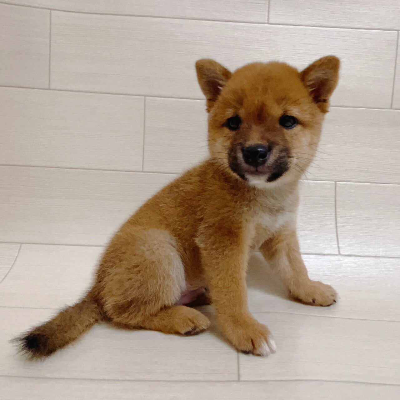 埼玉県の豆柴 (ハッピーベル 草加舎人店/2026年7月25日生まれ/男の子/赤)の子犬