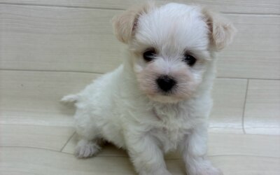 ハーフ犬（チワワ×マルチーズ）