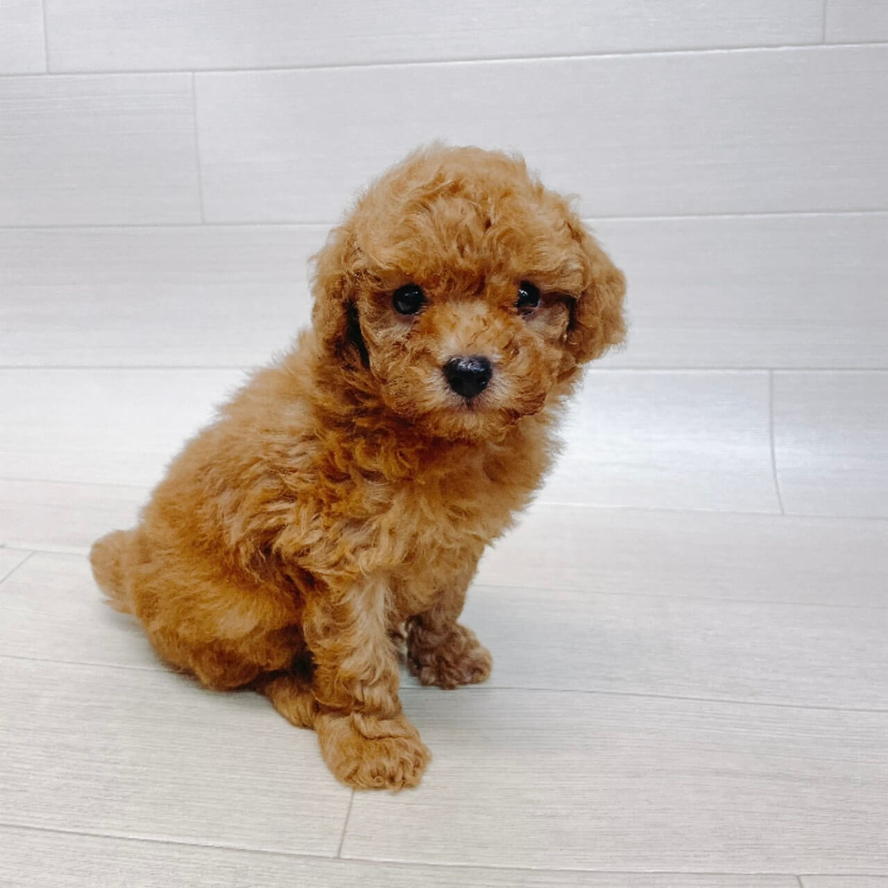 千葉県のトイプードル(トイ) (Pet’s One 東金店/2026年7月25日生まれ/男の子/レッド)の子犬