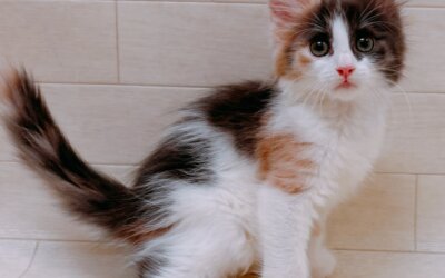 ノルウェージャンフォレストキャット