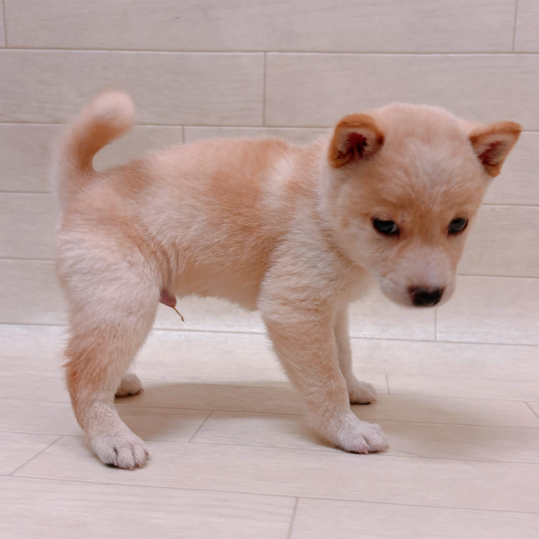 埼玉県の豆柴 (ペットプラザ 吉川栄町店/2026年7月21日生まれ/男の子/白)の子犬