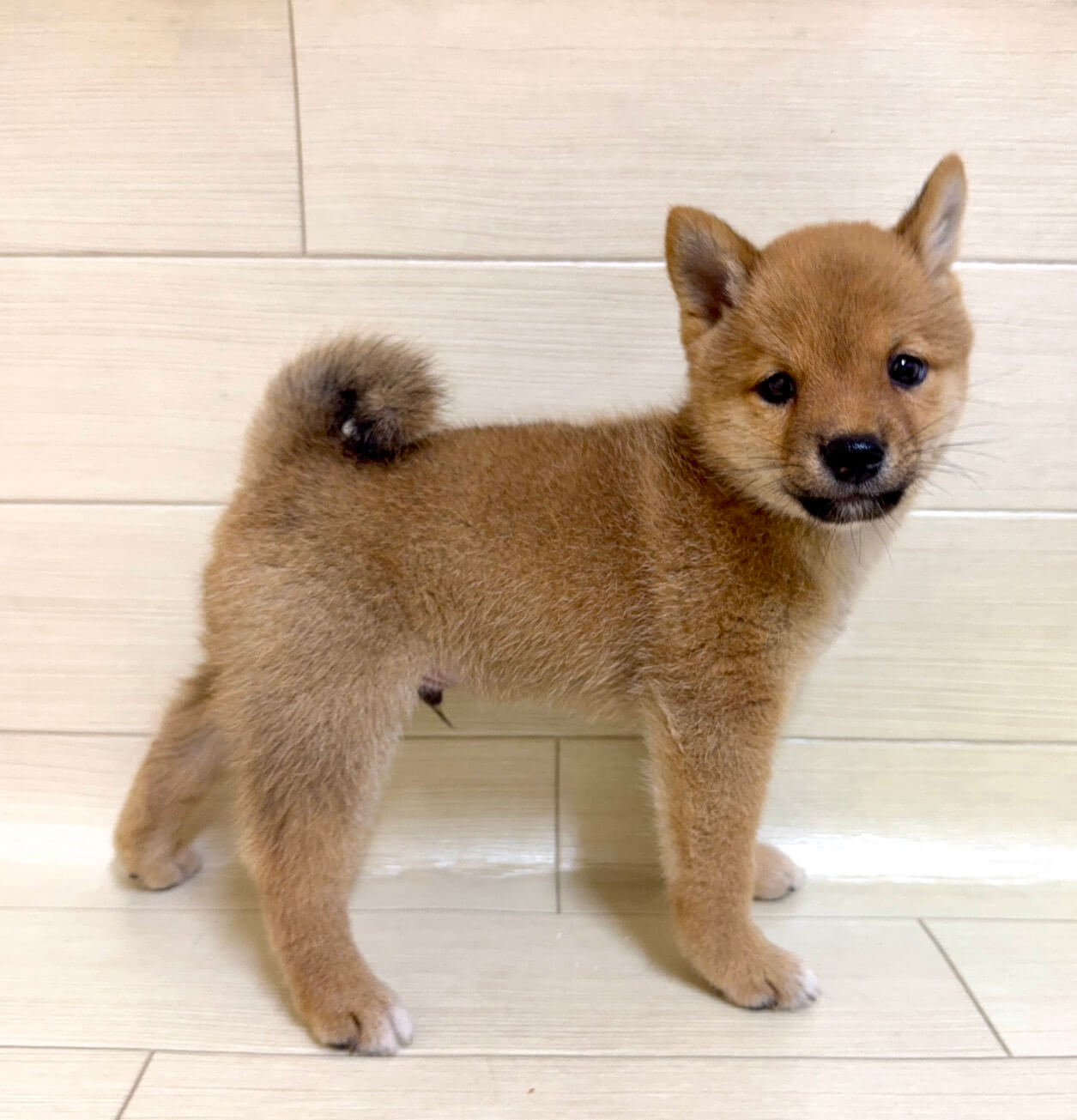 東京都の豆柴 (ペットプラザ 王子堀船店/2026年7月25日生まれ/男の子/赤)の子犬