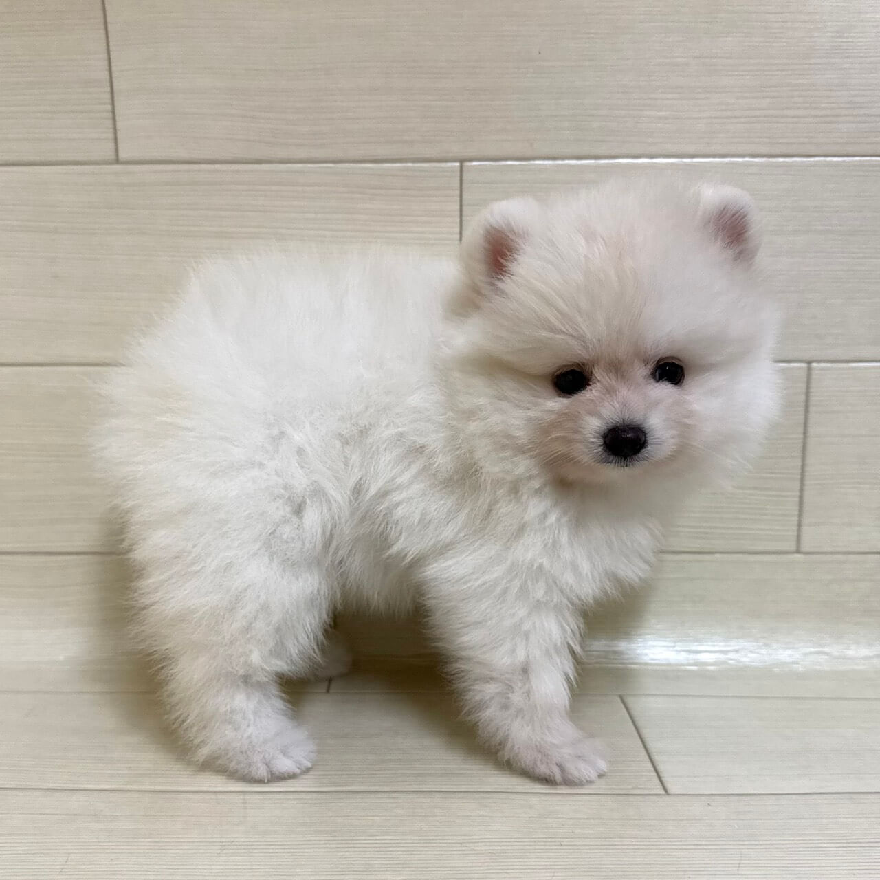東京都のポメラニアン (ペットプラザ 王子堀船店/2026年7月22日生まれ/男の子/クリーム)の子犬
