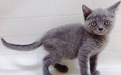 ブリティッシュショートヘアー