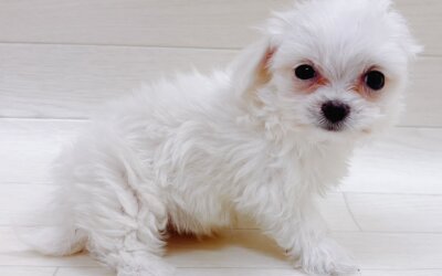 ハーフ犬（チワワ×マルチーズ）