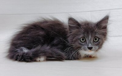 ノルウェージャンフォレストキャット