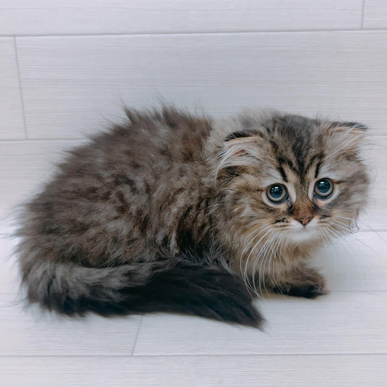 スコティッシュフォールド
