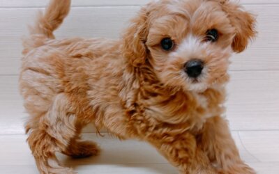 ハーフ犬（マルチーズ×トイプードル）