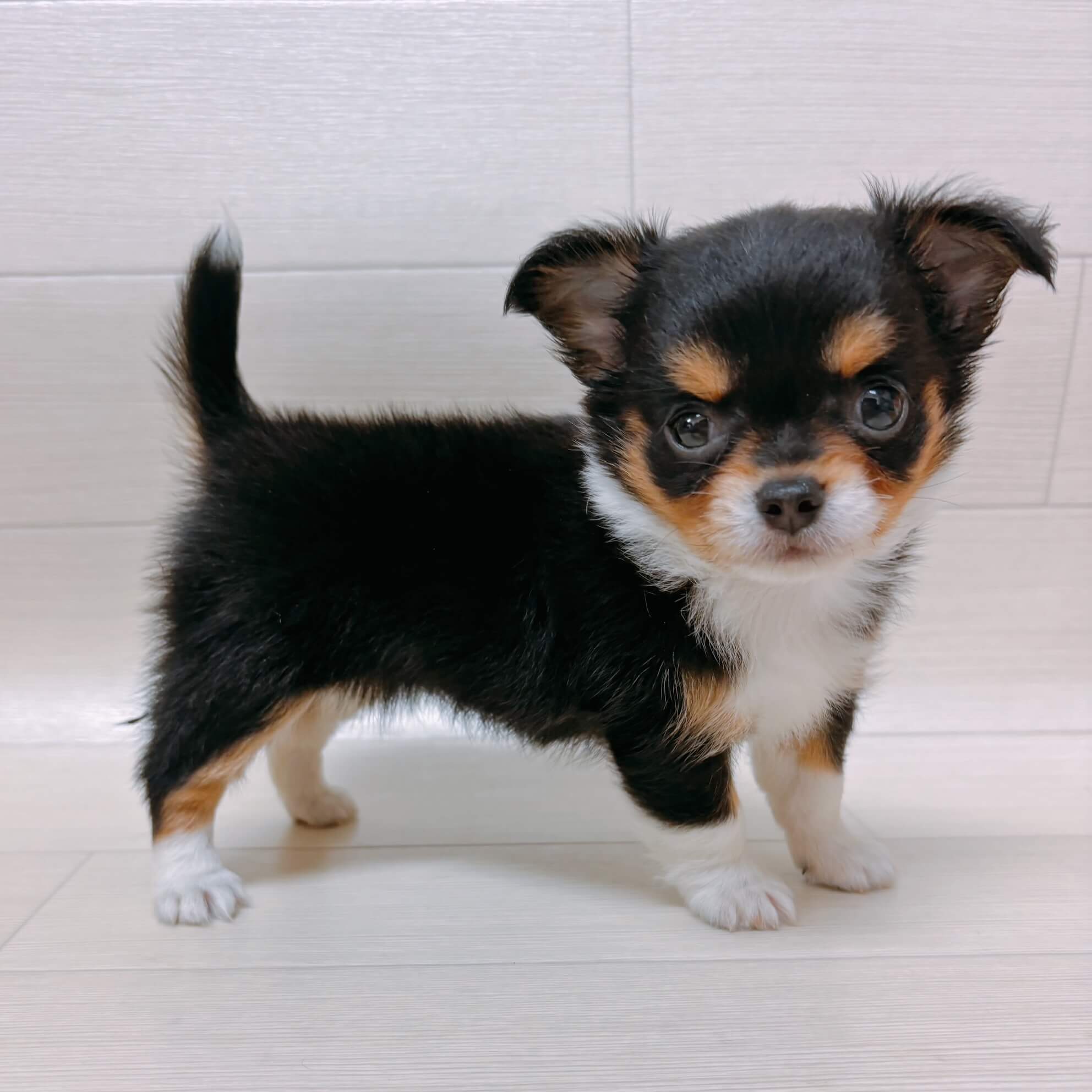 チワワ