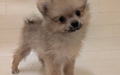 ポメラニアン