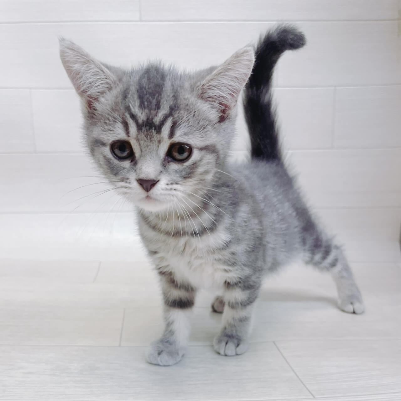 千葉県のアメリカンショートヘアー (Pet’s One 東金店/2026年8月2日生まれ/女の子/ブルータビー)の子猫