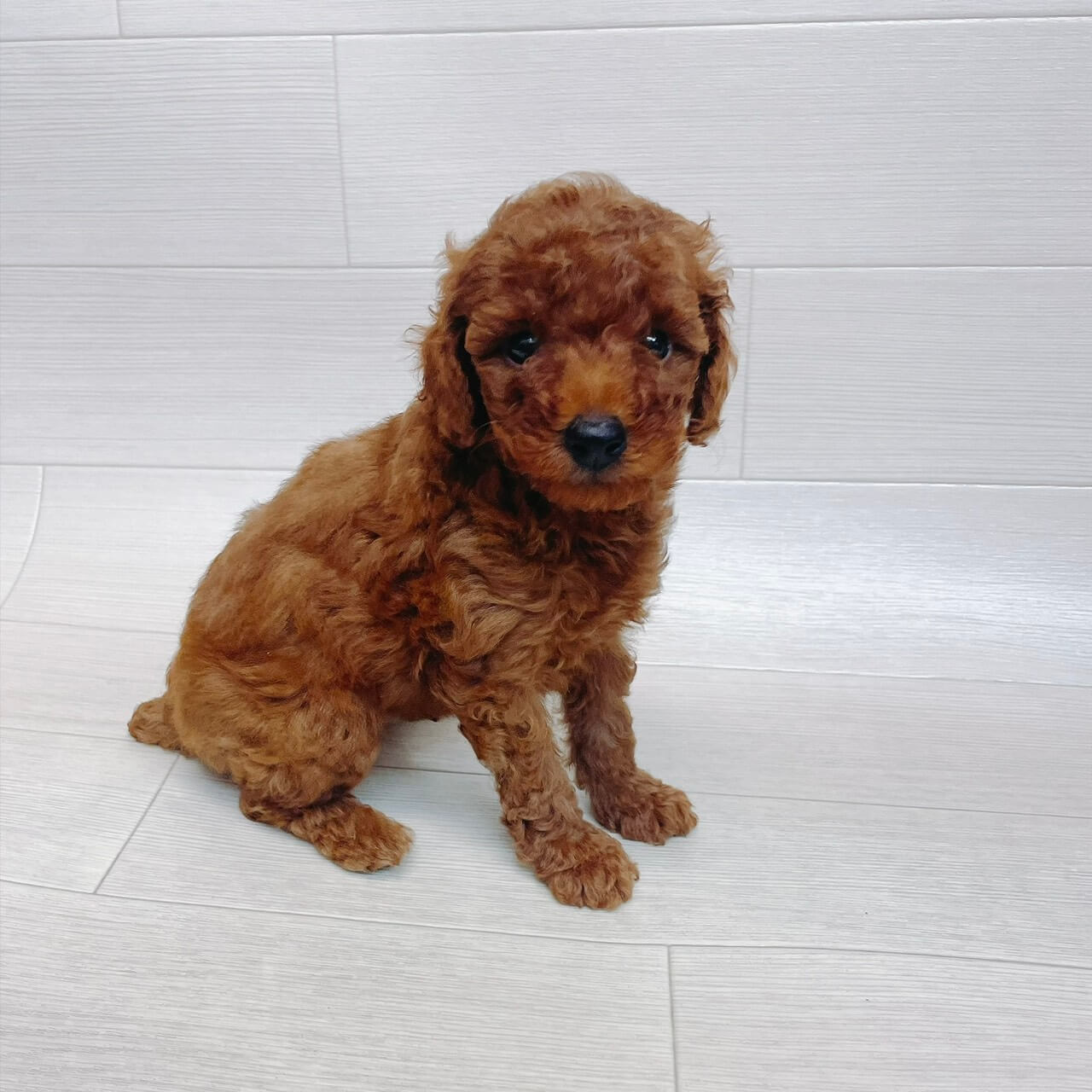 千葉県のトイプードル(トイ) (Pet’s One 東金店/2026年8月1日生まれ/男の子/レッド)の子犬