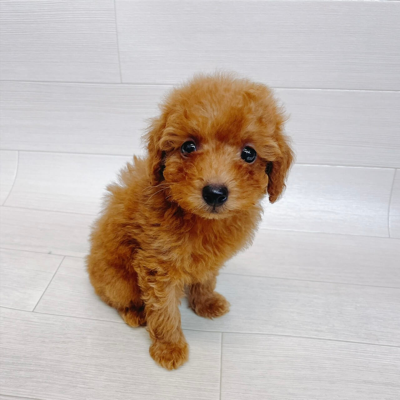 千葉県のトイプードル(トイ) (Pet’s One 東金店/2026年8月3日生まれ/男の子/レッド)の子犬