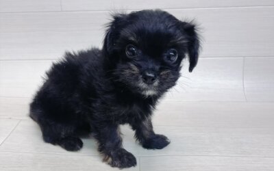 ハーフ犬（チワワ×トイプードル）