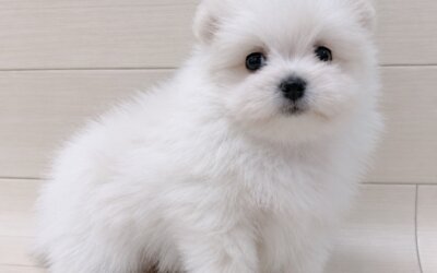 ハーフ犬（ポメラニアン×マルチーズ）