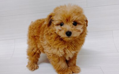 ハーフ犬（ポメラニアン×トイプードル）