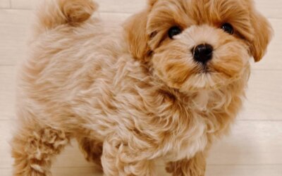 ハーフ犬（トイプードル×マルチーズ）