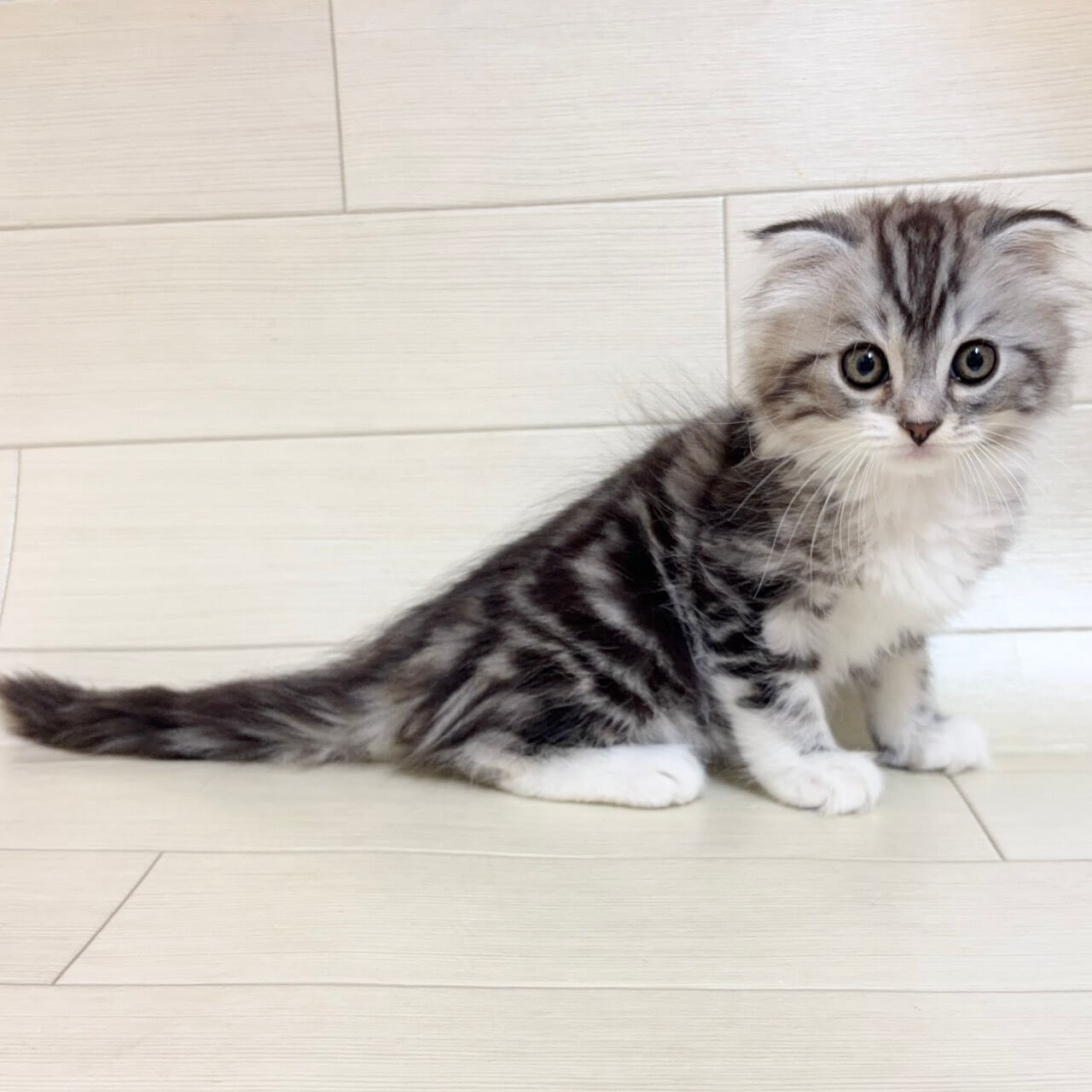 スコティッシュフォールド