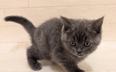 ブリティッシュショートヘアー