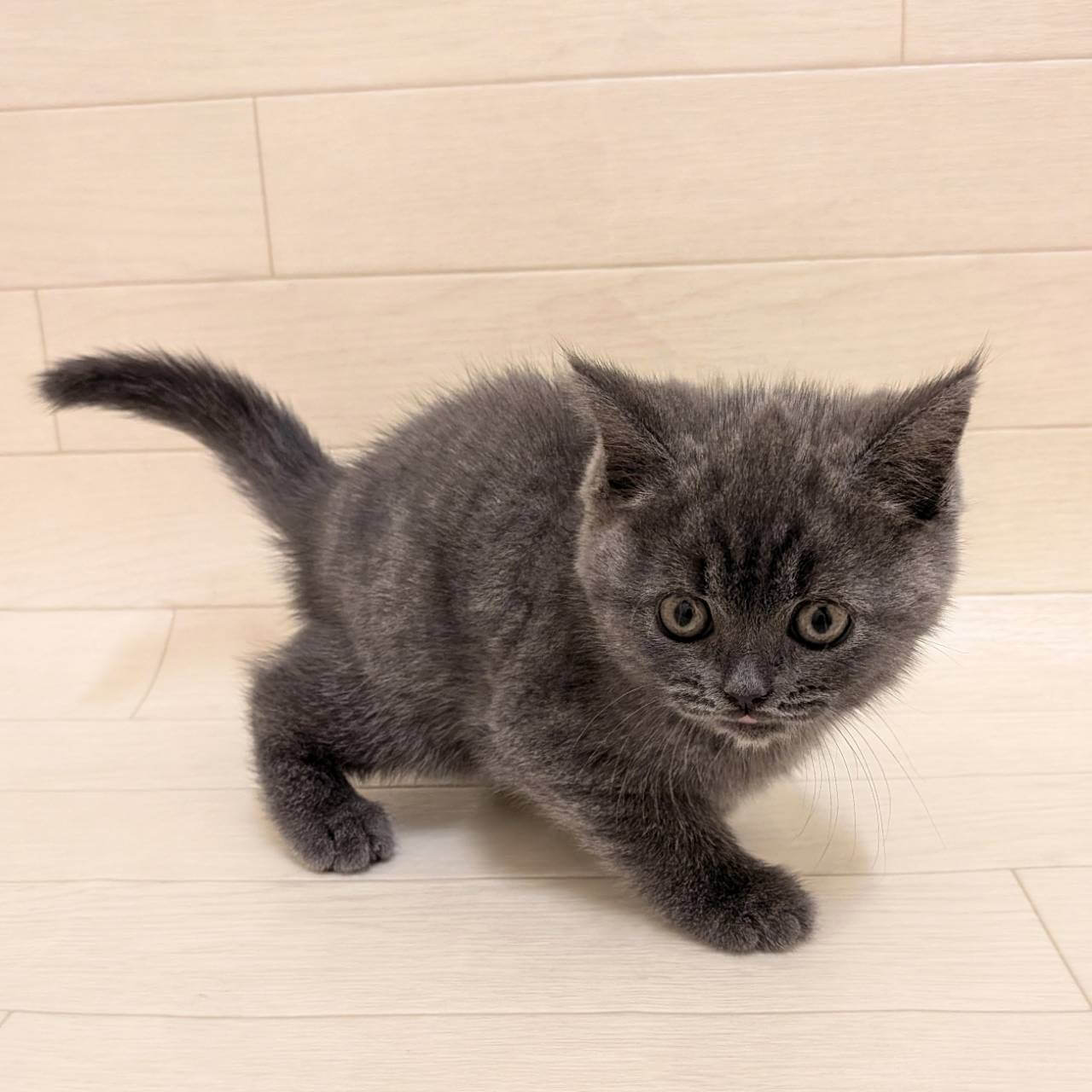 ブリティッシュショートヘアー