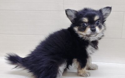 ハーフ犬（チワワ×ポメラニアン）