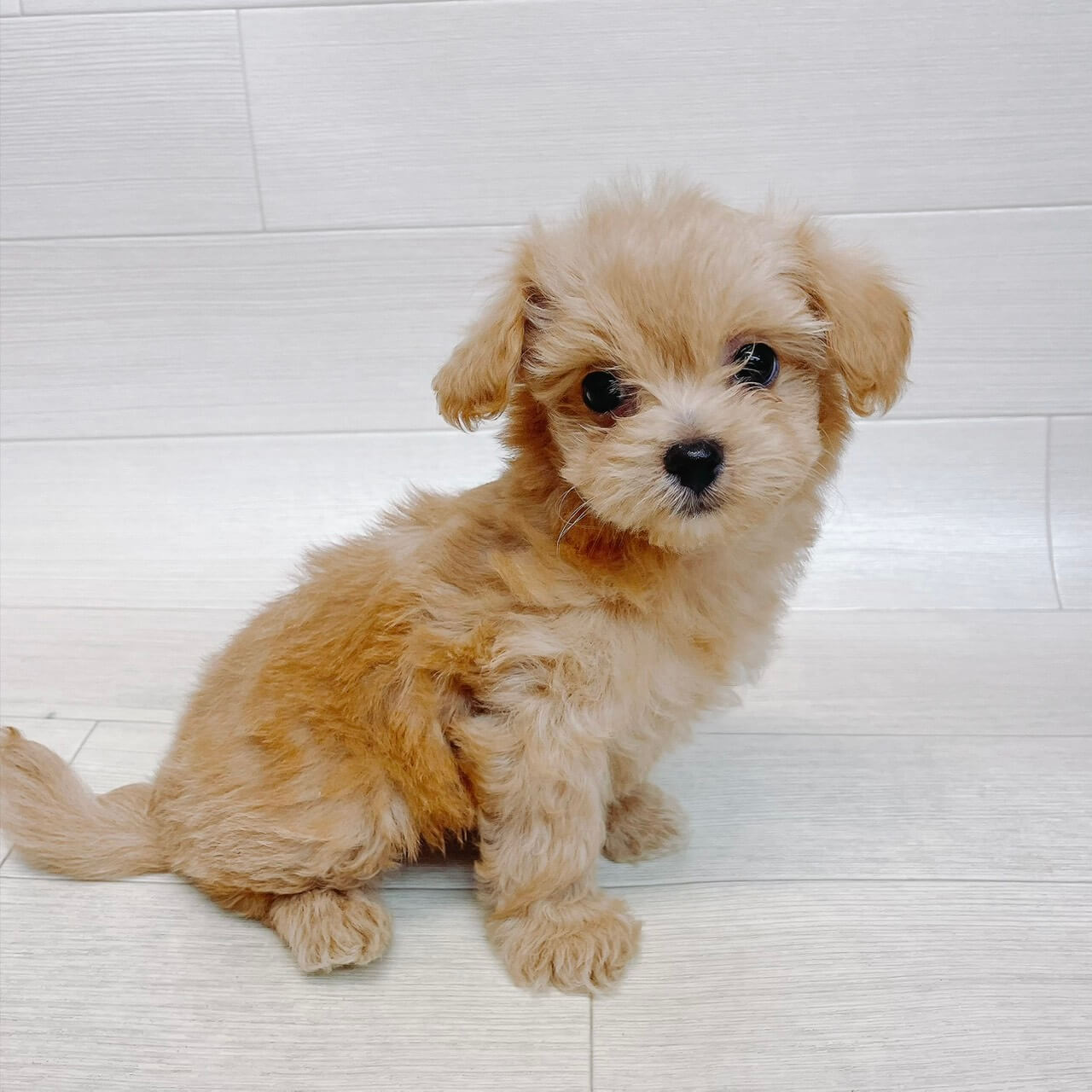 ハーフ犬（チワワ×トイプードル）