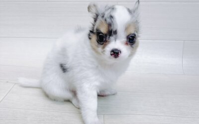 チワワ