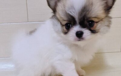 ハーフ犬（チワワ×ポメラニアン）