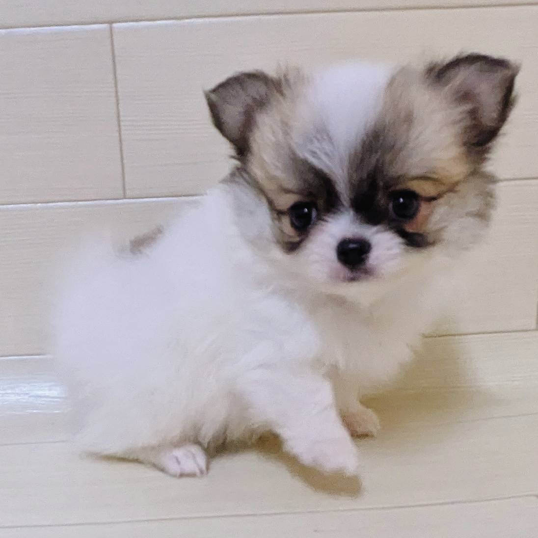 ハーフ犬（チワワ×ポメラニアン）