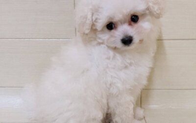 ハーフ犬（トイプードル×マルチーズ）