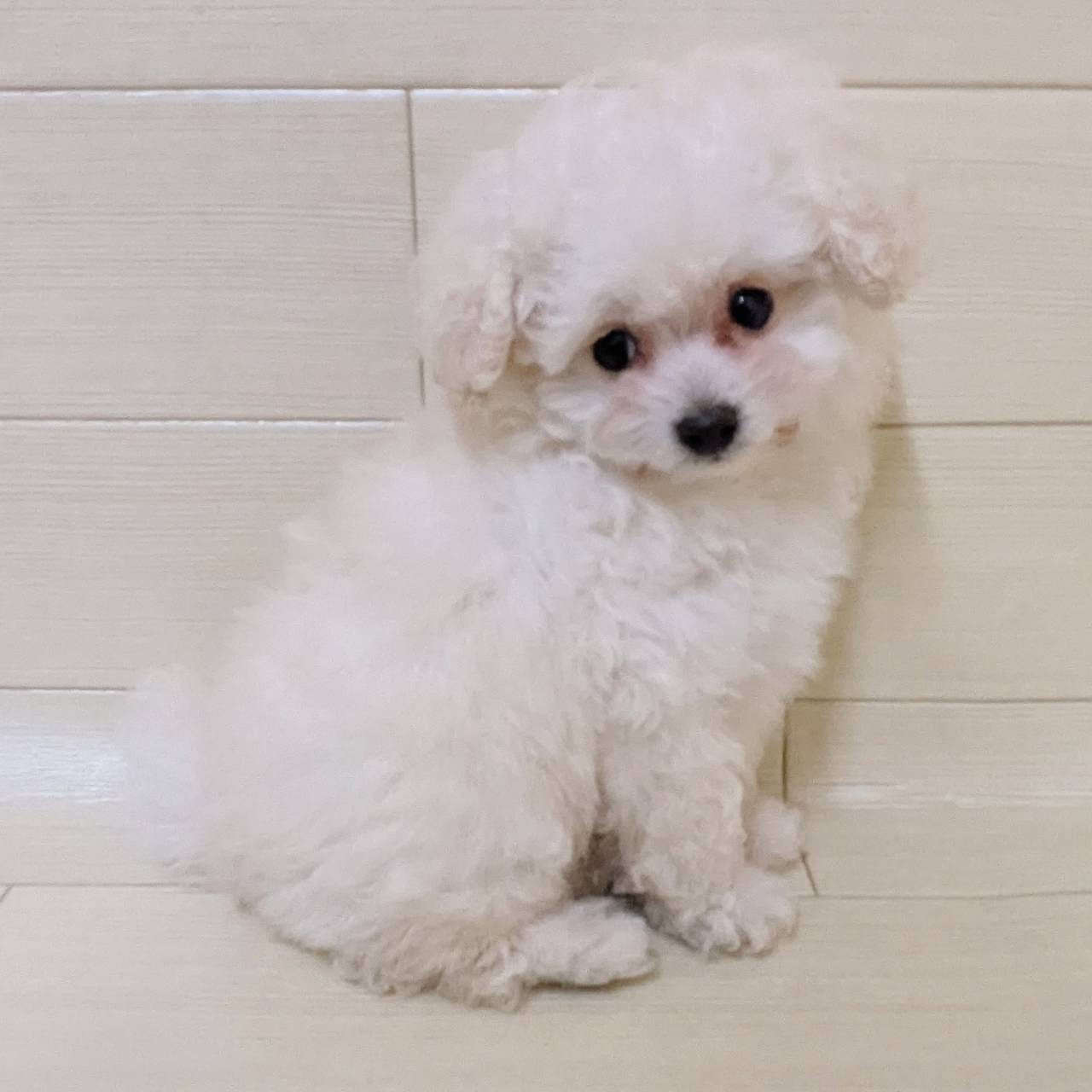 ハーフ犬（トイプードル×マルチーズ）