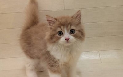 スコティッシュフォールド