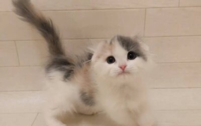 スコティッシュフォールド