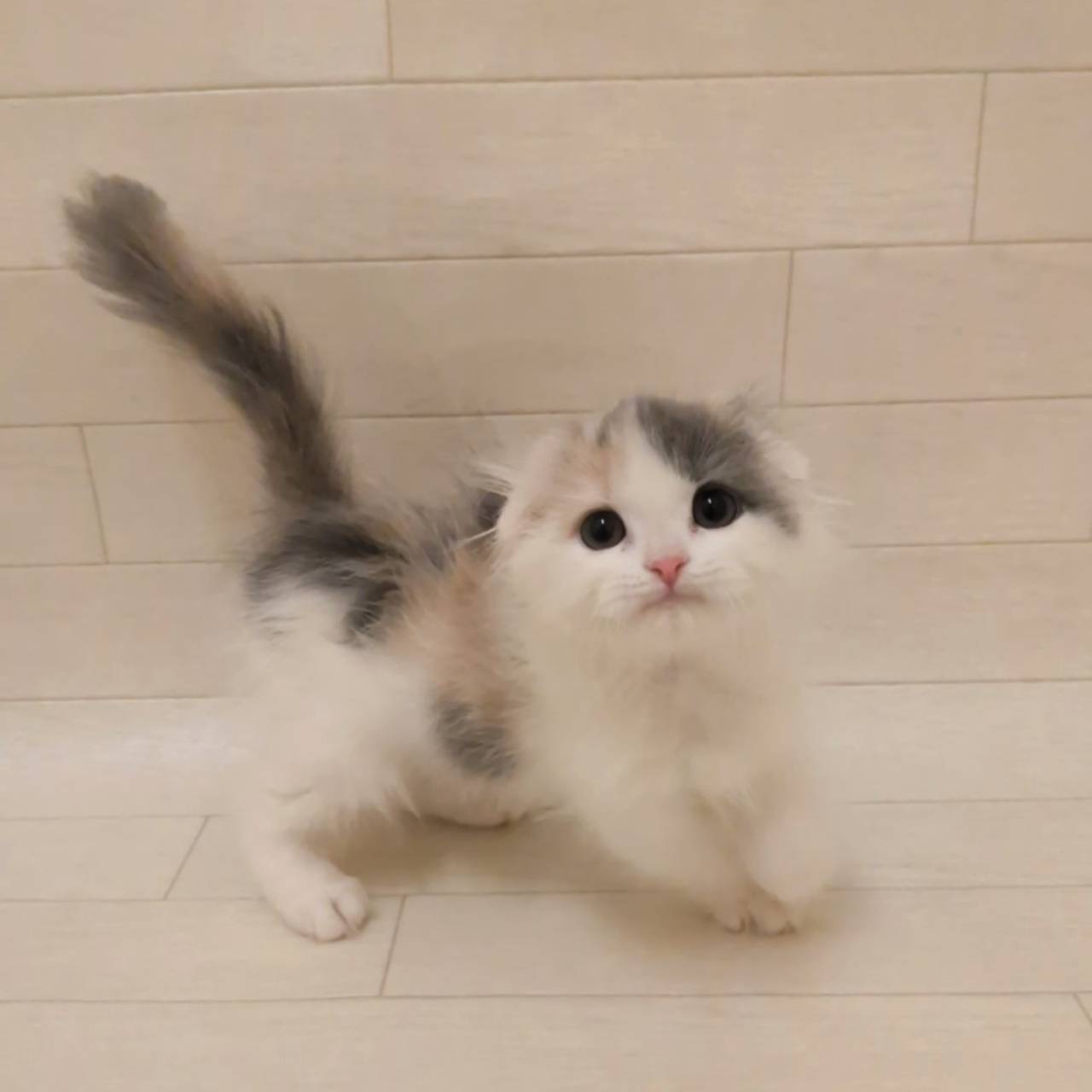 スコティッシュフォールド