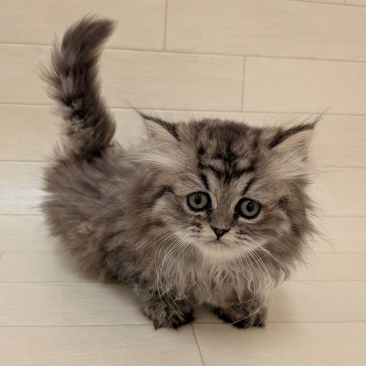 ペルシャ