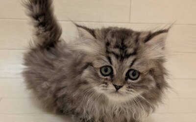 ペルシャ
