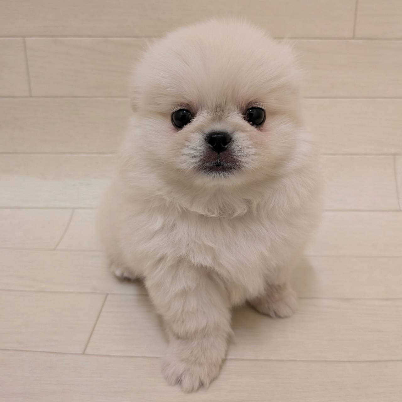 ハーフ犬（ポメラニアン×ペキニーズ）