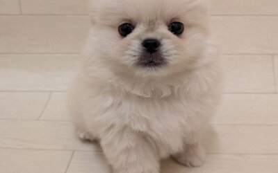 ハーフ犬（ポメラニアン×ペキニーズ）