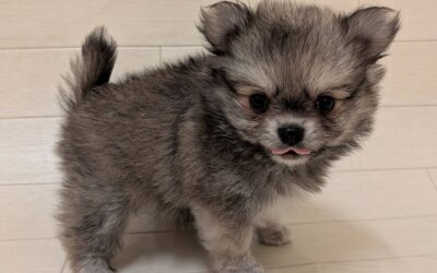 ハーフ犬（ポメラニアン×チワワ）