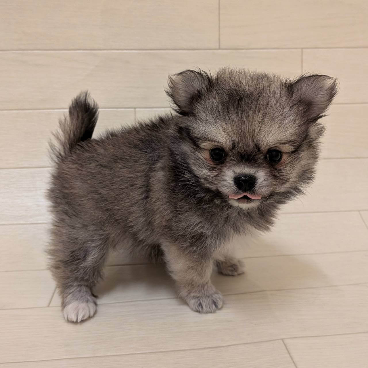 ハーフ犬（ポメラニアン×チワワ）